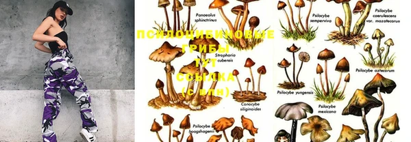 стафф Новодвинск